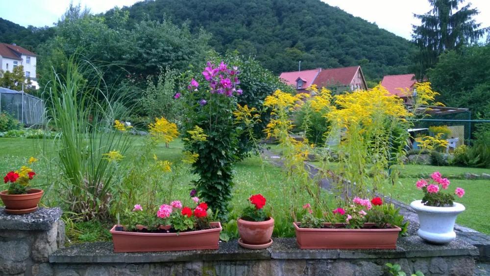Ferienwohnung Bergblick - Inklusive Bodetal Therme 탈레 외부 사진